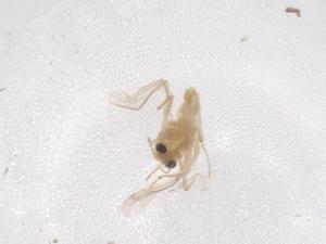  ( - CBG-B01055-G11)  @11 [ ] CreativeCommons - Attribution Share - Alike (2025) Centre for Biodiversity Genomics Centre for Biodiversity Genomics