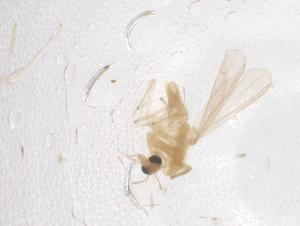  ( - CBG-B01055-H11)  @11 [ ] CreativeCommons - Attribution Share - Alike (2025) Centre for Biodiversity Genomics Centre for Biodiversity Genomics