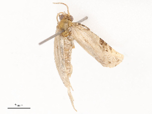  ( - CBG-B22938-C07)  @11 [ ] CreativeCommons - Attribution Share - Alike (2025) CBG Photography Group Centre for Biodiversity Genomics