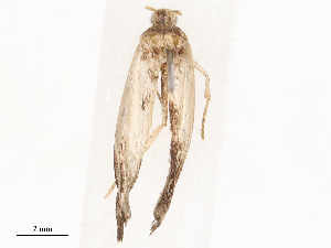  ( - CBG-B22938-G04)  @11 [ ] CreativeCommons - Attribution Share - Alike (2025) CBG Photography Group Centre for Biodiversity Genomics