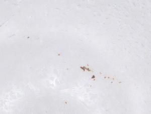  ( - CBG-B23236-C02)  @11 [ ] CreativeCommons - Attribution Share - Alike (2025) Centre for Biodiversity Genomics Centre for Biodiversity Genomics