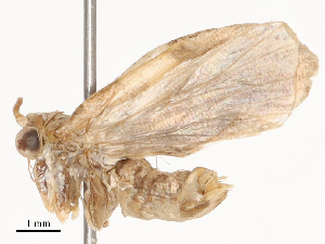  ( - CBG-B01005-H03)  @11 [ ] CreativeCommons - Attribution Share - Alike (2025) CBG Photography Group Centre for Biodiversity Genomics