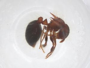  ( - CBG-B01029-G12)  @11 [ ] CreativeCommons - Attribution Share - Alike (2025) Centre for Biodiversity Genomics Centre for Biodiversity Genomics