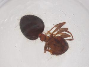  ( - CBG-B01030-A11)  @11 [ ] CreativeCommons - Attribution Share - Alike (2025) Centre for Biodiversity Genomics Centre for Biodiversity Genomics