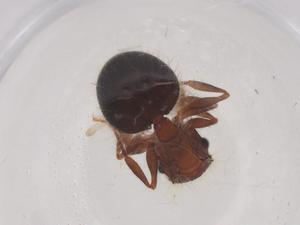  ( - CBG-B01030-B03)  @11 [ ] CreativeCommons - Attribution Share - Alike (2025) Centre for Biodiversity Genomics Centre for Biodiversity Genomics