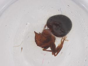  ( - CBG-B01030-D03)  @11 [ ] CreativeCommons - Attribution Share - Alike (2025) Centre for Biodiversity Genomics Centre for Biodiversity Genomics