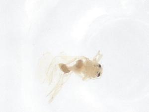  ( - CBG-B01057-H11)  @11 [ ] CreativeCommons - Attribution Share - Alike (2025) Centre for Biodiversity Genomics Centre for Biodiversity Genomics