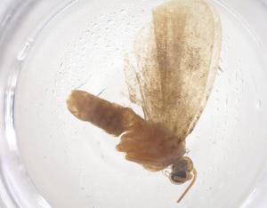  ( - CBG-B01059-G01)  @11 [ ] CreativeCommons - Attribution Share - Alike (2025) Centre for Biodiversity Genomics Centre for Biodiversity Genomics