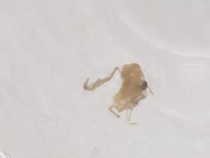  ( - CBG-B01177-A02)  @11 [ ] CreativeCommons - Attribution Share - Alike (2025) Centre for Biodiversity Genomics Centre for Biodiversity Genomics