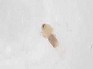  ( - CBG-B01177-B09)  @11 [ ] CreativeCommons - Attribution Share - Alike (2025) Centre for Biodiversity Genomics Centre for Biodiversity Genomics