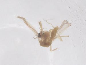  ( - CBG-B01177-C09)  @11 [ ] CreativeCommons - Attribution Share - Alike (2025) Centre for Biodiversity Genomics Centre for Biodiversity Genomics