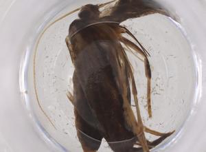  ( - CBG-B01179-B09)  @11 [ ] CreativeCommons - Attribution Share - Alike (2025) Centre for Biodiversity Genomics Centre for Biodiversity Genomics