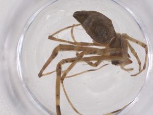  ( - CBG-B01179-F08)  @11 [ ] CreativeCommons - Attribution Share - Alike (2025) Centre for Biodiversity Genomics Centre for Biodiversity Genomics