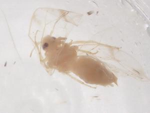  ( - CBG-B01376-A06)  @11 [ ] CreativeCommons - Attribution Share - Alike (2025) Centre for Biodiversity Genomics Centre for Biodiversity Genomics