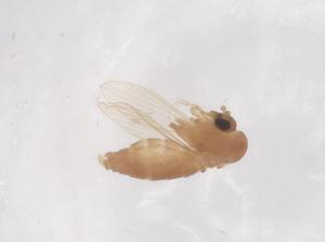  (Sergentomyia babu - CBG-B01376-C09)  @11 [ ] CreativeCommons - Attribution Share - Alike (2025) Centre for Biodiversity Genomics Centre for Biodiversity Genomics