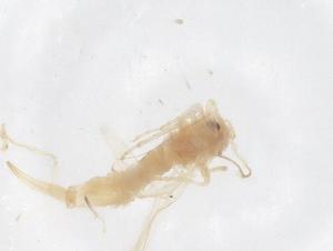  ( - CBG-B01377-D04)  @11 [ ] CreativeCommons - Attribution Share - Alike (2025) Centre for Biodiversity Genomics Centre for Biodiversity Genomics