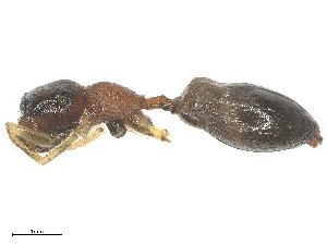  ( - CBG-B22931-H11)  @11 [ ] CreativeCommons - Attribution Share - Alike (2025) CBG Photography Group Centre for Biodiversity Genomics