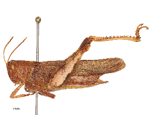  ( - CBG-B01010-D11)  @11 [ ] CreativeCommons - Attribution Share - Alike (2025) CBG Photography Group Centre for Biodiversity Genomics