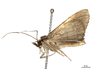  ( - CBG-B01010-F08)  @11 [ ] CreativeCommons - Attribution Share - Alike (2025) CBG Photography Group Centre for Biodiversity Genomics