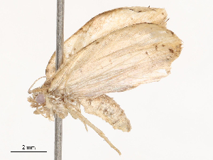  ( - CBG-B01173-G05)  @11 [ ] CreativeCommons - Attribution Share - Alike (2025) CBG Photography Group Centre for Biodiversity Genomics