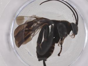  ( - CBG-B01181-E05)  @11 [ ] CreativeCommons - Attribution Share - Alike (2025) Centre for Biodiversity Genomics Centre for Biodiversity Genomics