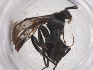  ( - CBG-B01181-H05)  @11 [ ] CreativeCommons - Attribution Share - Alike (2025) Centre for Biodiversity Genomics Centre for Biodiversity Genomics