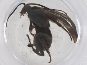  ( - CBG-B01205-B09)  @11 [ ] CreativeCommons - Attribution Share - Alike (2025) Centre for Biodiversity Genomics Centre for Biodiversity Genomics