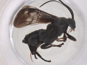  ( - CBG-B01208-A03)  @11 [ ] CreativeCommons - Attribution Share - Alike (2025) Centre for Biodiversity Genomics Centre for Biodiversity Genomics