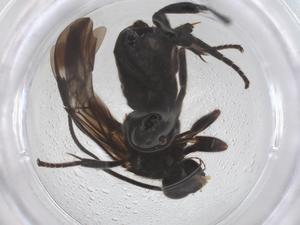  ( - CBG-B01406-C12)  @11 [ ] CreativeCommons - Attribution Share - Alike (2025) Centre for Biodiversity Genomics Centre for Biodiversity Genomics