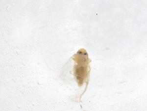  ( - CBG-B01421-D12)  @11 [ ] CreativeCommons - Attribution Share - Alike (2025) Centre for Biodiversity Genomics Centre for Biodiversity Genomics