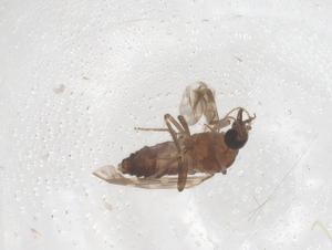  (Culicoides arakawae - CBG-B01436-F04)  @11 [ ] CreativeCommons - Attribution Share - Alike (2025) Centre for Biodiversity Genomics Centre for Biodiversity Genomics