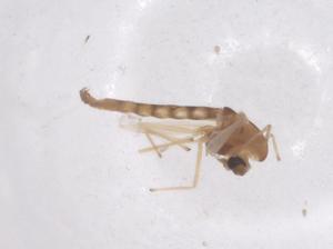  ( - CBG-B01442-B06)  @11 [ ] CreativeCommons - Attribution Share - Alike (2025) Centre for Biodiversity Genomics Centre for Biodiversity Genomics