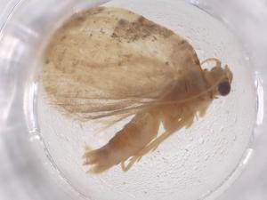  ( - CBG-B01442-B12)  @11 [ ] CreativeCommons - Attribution Share - Alike (2025) Centre for Biodiversity Genomics Centre for Biodiversity Genomics