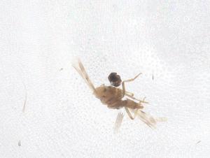  ( - CBG-B01459-G11)  @11 [ ] CreativeCommons - Attribution Share - Alike (2025) Centre for Biodiversity Genomics Centre for Biodiversity Genomics