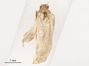  ( - CBG-B02341-A11)  @11 [ ] CreativeCommons - Attribution Share - Alike (2025) CBG Photography Group Centre for Biodiversity Genomics