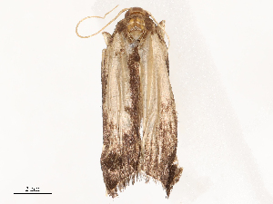  ( - CBG-B02341-D05)  @11 [ ] CreativeCommons - Attribution Share - Alike (2025) CBG Photography Group Centre for Biodiversity Genomics
