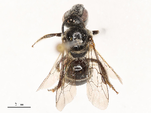  (Lasioglossum serenum - CBG-B02341-E12)  @11 [ ] CreativeCommons - Attribution Share - Alike (2025) CBG Photography Group Centre for Biodiversity Genomics