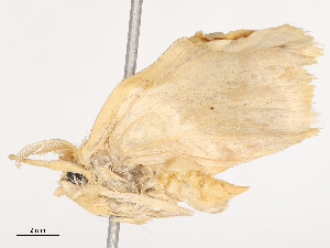  (Artaxa guttata - CBG-B02342-A06)  @11 [ ] CreativeCommons - Attribution Share - Alike (2025) CBG Photography Group Centre for Biodiversity Genomics
