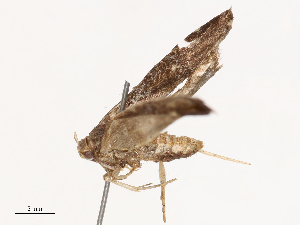  ( - CBG-B02342-C05)  @11 [ ] CreativeCommons - Attribution Share - Alike (2025) CBG Photography Group Centre for Biodiversity Genomics