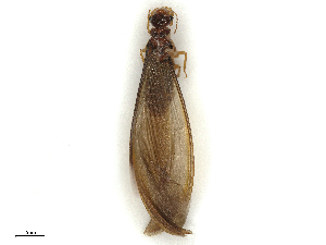  ( - CBG-B02342-H08)  @11 [ ] CreativeCommons - Attribution Share - Alike (2025) CBG Photography Group Centre for Biodiversity Genomics