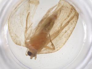  ( - CBG-B02351-E12)  @11 [ ] CreativeCommons - Attribution Share - Alike (2025) Centre for Biodiversity Genomics Centre for Biodiversity Genomics