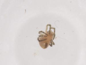  ( - CBG-B02352-B04)  @11 [ ] CreativeCommons - Attribution Share - Alike (2025) Centre for Biodiversity Genomics Centre for Biodiversity Genomics