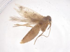  ( - CBG-B02366-D01)  @11 [ ] CreativeCommons - Attribution Share - Alike (2025) Centre for Biodiversity Genomics Centre for Biodiversity Genomics