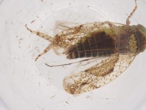  ( - CBG-B20322-B04)  @11 [ ] CreativeCommons - Attribution Share - Alike (2025) Centre for Biodiversity Genomics Centre for Biodiversity Genomics