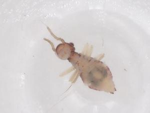  ( - CBG-B20327-D05)  @11 [ ] CreativeCommons - Attribution Share - Alike (2025) Centre for Biodiversity Genomics Centre for Biodiversity Genomics