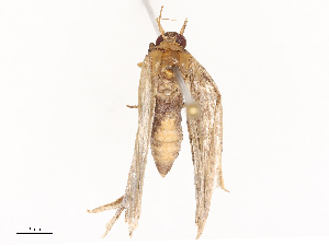  ( - CBG-B22931-E10)  @11 [ ] CreativeCommons - Attribution Share - Alike (2025) CBG Photography Group Centre for Biodiversity Genomics