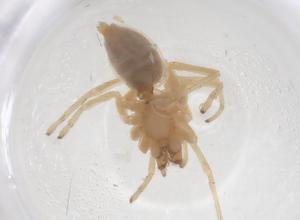  ( - CBG-B03712-B12)  @11 [ ] CreativeCommons - Attribution Share - Alike (2025) Centre for Biodiversity Genomics Centre for Biodiversity Genomics