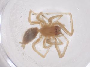  ( - CBG-B03778-G11)  @11 [ ] CreativeCommons - Attribution Share - Alike (2025) Centre for Biodiversity Genomics Centre for Biodiversity Genomics