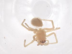  ( - CBG-B03835-F12)  @11 [ ] CreativeCommons - Attribution Share - Alike (2025) Centre for Biodiversity Genomics Centre for Biodiversity Genomics