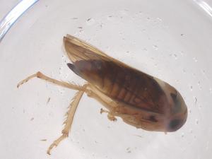  ( - CBG-B05570-G08)  @11 [ ] CreativeCommons - Attribution Share - Alike (2025) Centre for Biodiversity Genomics Centre for Biodiversity Genomics